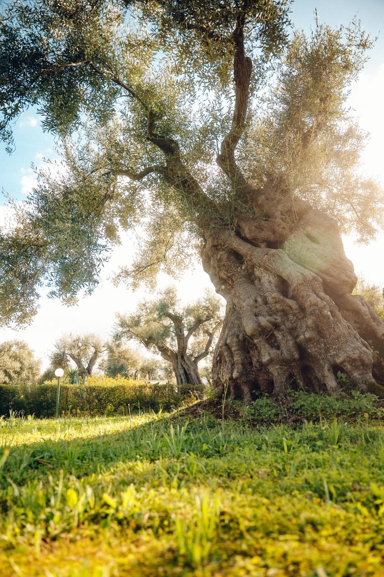 La Piana Degli Ulivi Bed & Breakfast Rossano Eksteriør bilde
